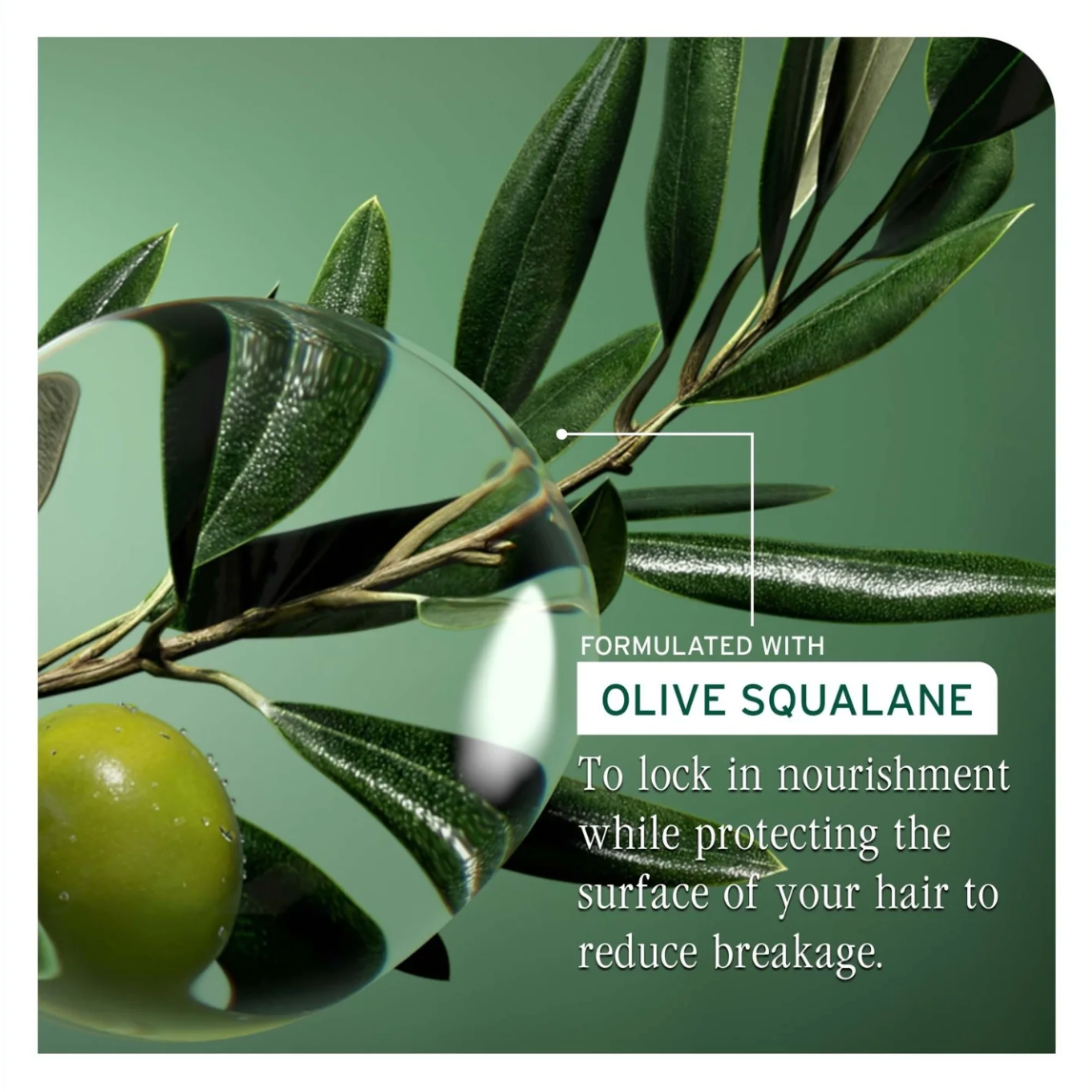 Biolage Professional Strength Recovery Shampoo 400ml with olive squalane and purpose of ingredient