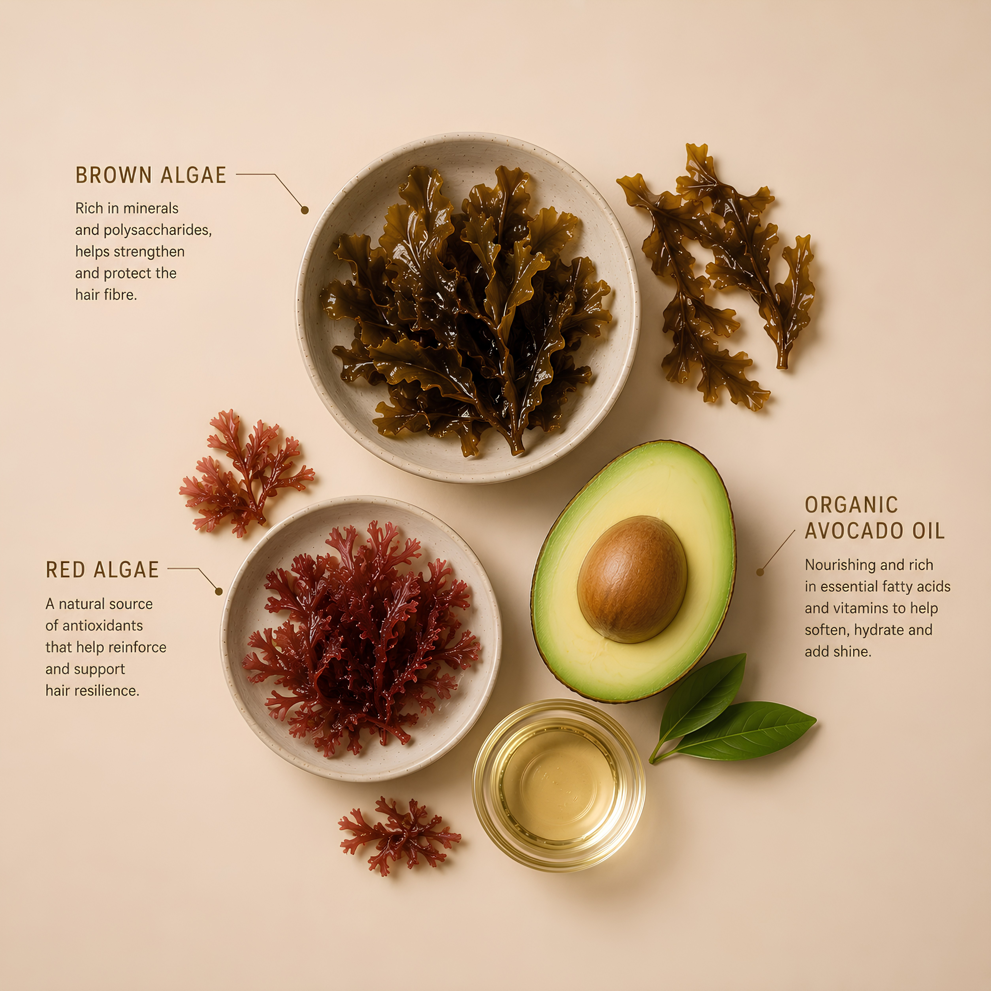 Brown and red algae extracts with organic avocado oil, ingredients featured in Insight Rebuild Replenishing Conditioner 350ml for damaged, dry hair
