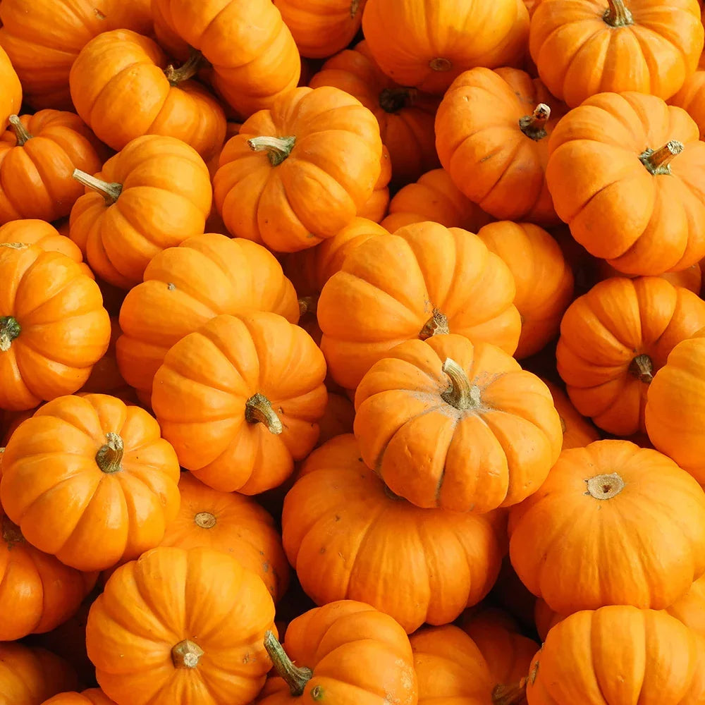 Honeybalm Lip Balm - Pumpkin Spice 6.5g