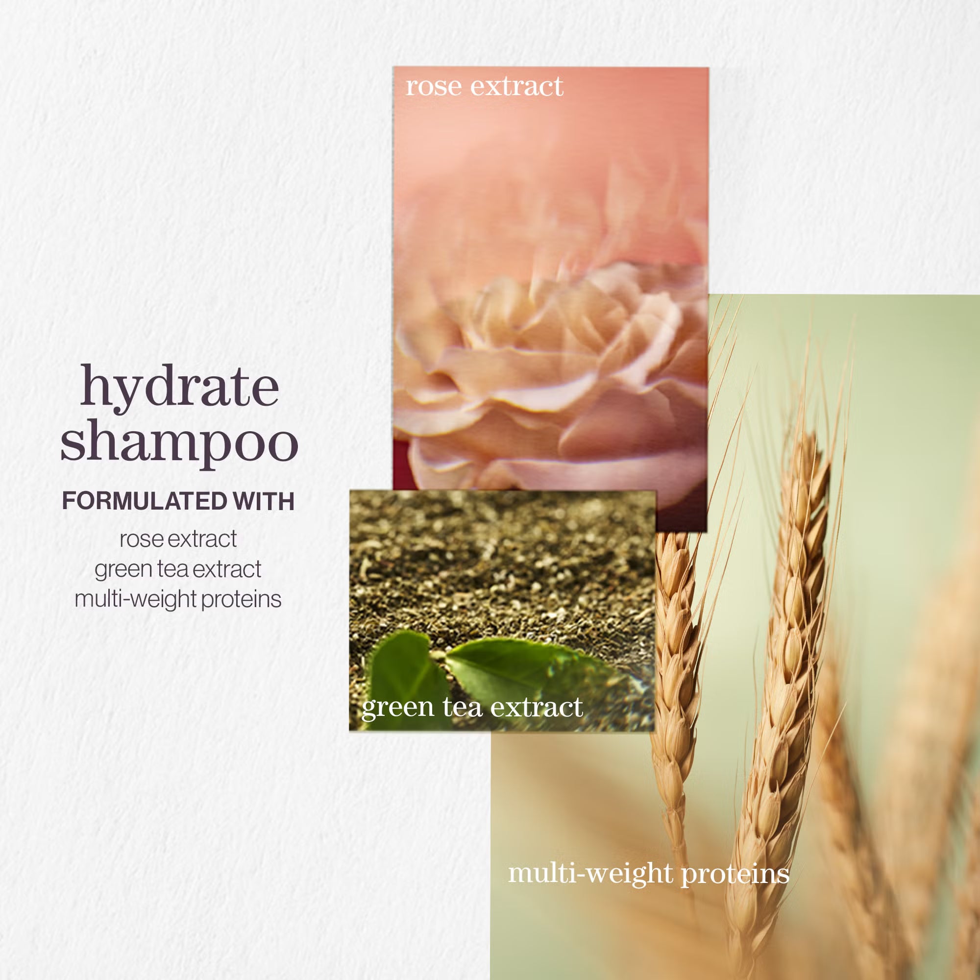 Pureology Hydrate Shampoo
