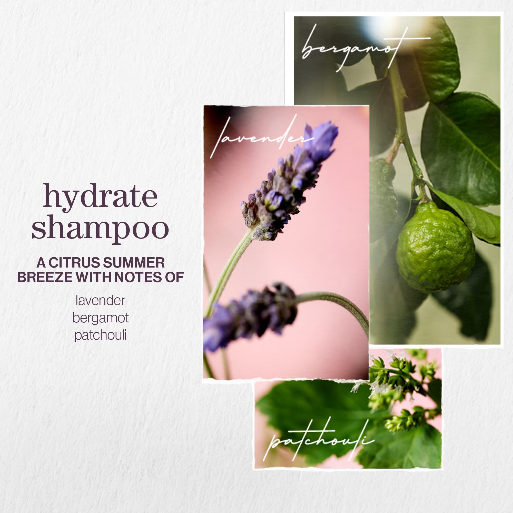 Pureology Hydrate Shampoo